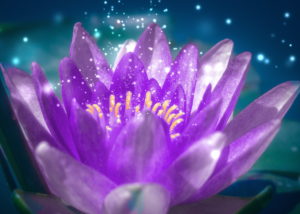 Purple sparkling lotus Flower