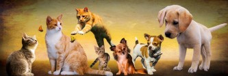 Dogs cats butterflies Angel Energy Healing For Pets