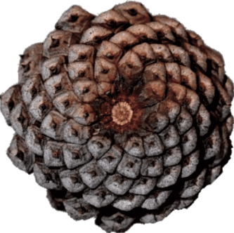 Pinecone Spiral Pinecone Spiral Sacred Geometry