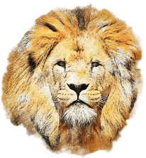 Lions Gate Portal Card Reading